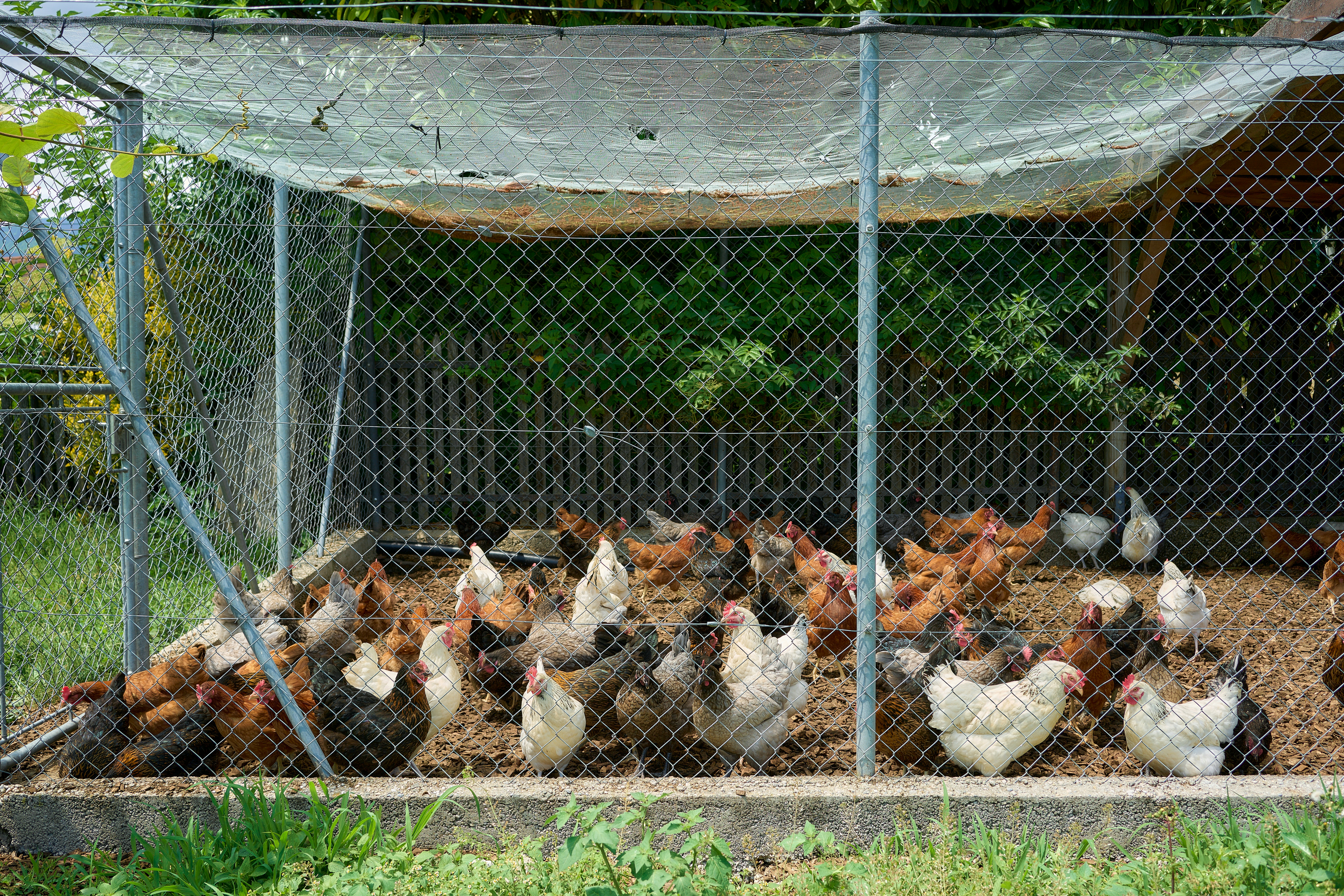 A photo of a chicken farm